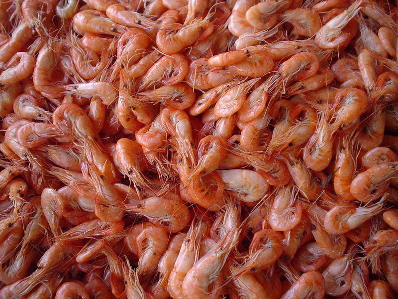 Uzbekistan to launch first industrial shrimp cultivation project in region