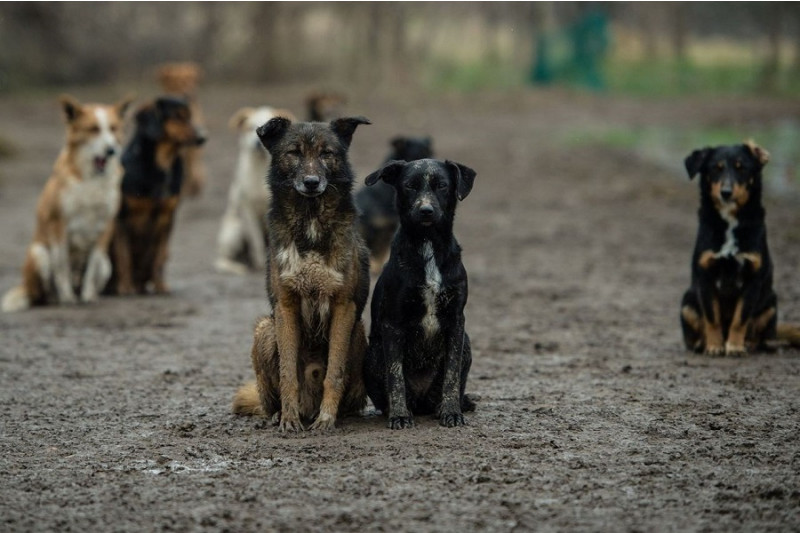 Бойня в Ташкентской области: как волонтёры Mehr va Oqibat спасли собак из-под ножа