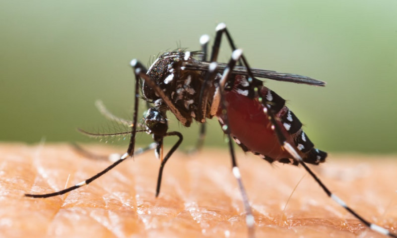 Лихорадка денге стремительно распространяется по Европе 
