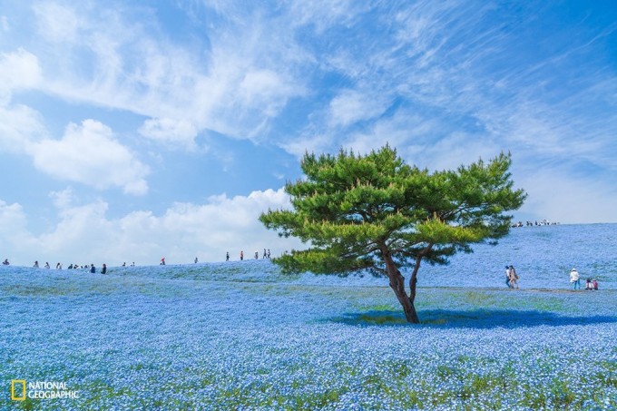 Hitachi Seaside Park bog‘i (Yaponiya). Muallif: Xiroki Kondo. Foto: National Geographic