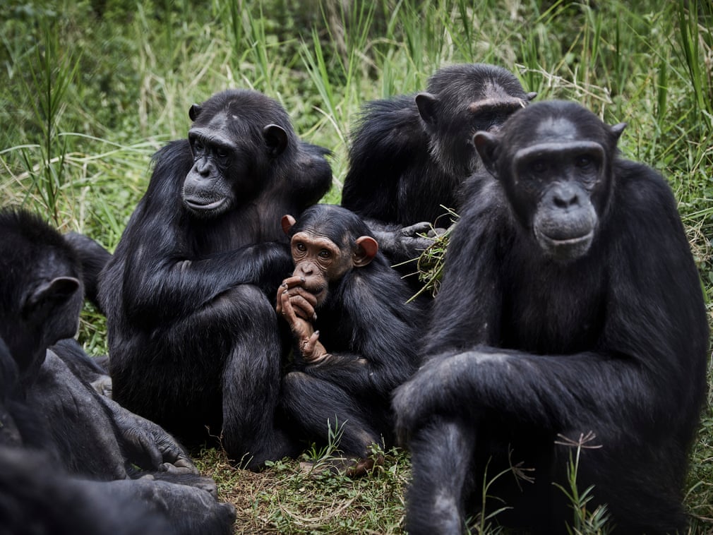 Конго Демократик Республикасининг Lwiro приматлар марказидаги шимпанзелар.