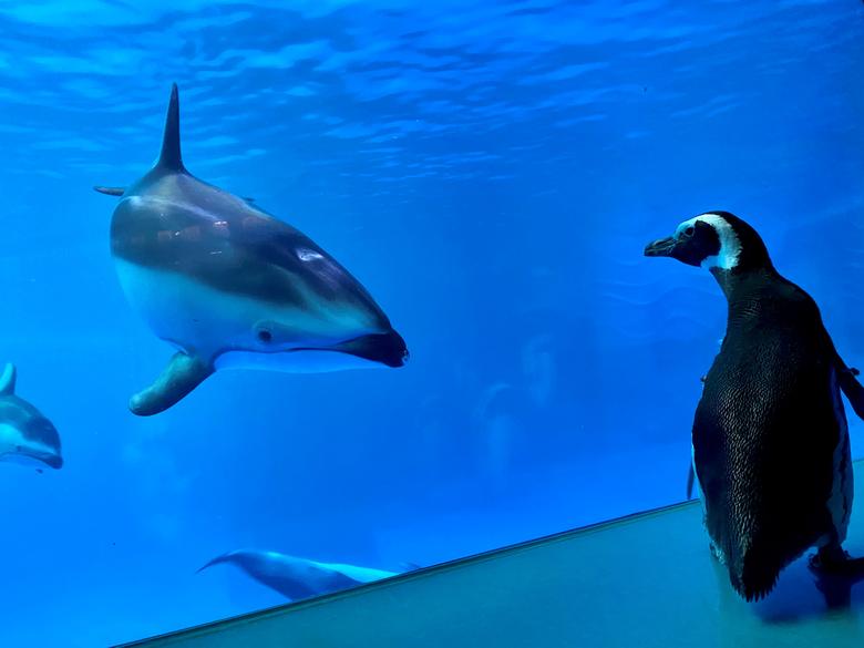 Чикагодаги океанариумда Веллингтон лақабли пингвин океанариумдаги бошқа жонзотларни томоша қилмоқда. Океанариум ташрифчилар учун ёпилганидан сўнг пингвинларга бемалол сайр қилиш имкони берилди.