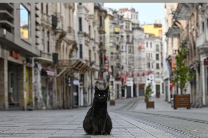 Истанбул шаҳридаги бўм-бўш қолган Истиқлол кўчасида ўтирган ёлғиз мушук.