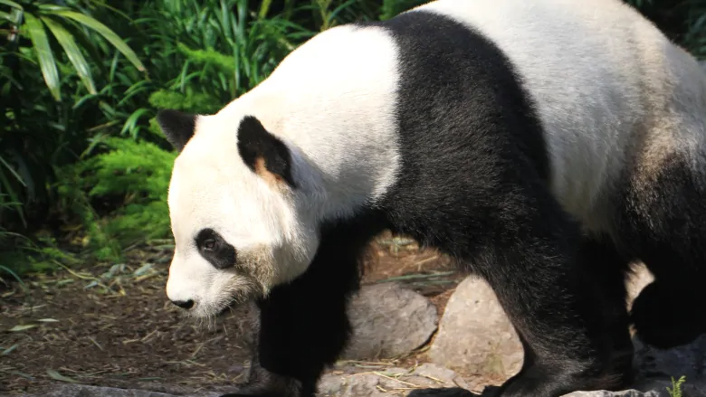 Да Мао исмли панда