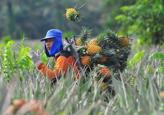 Индонезиянинг Жамби провинциясидаги ҳосил теримида ананасларни саватига солаётган ферма ишчиси.