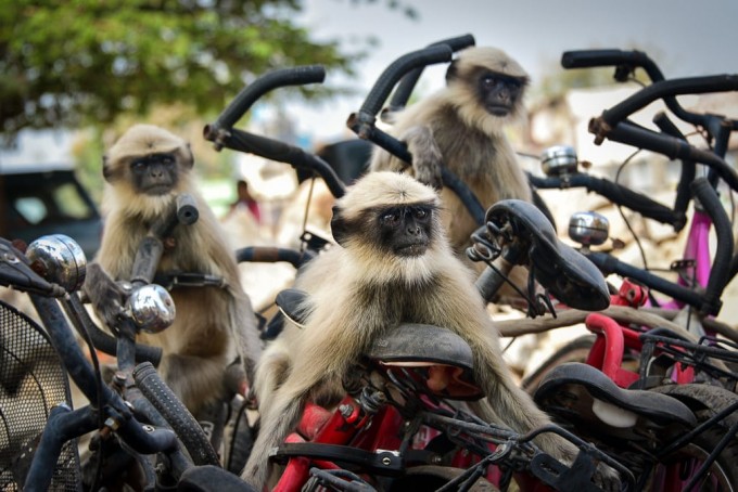 Ҳиндистондаги пойга. Лангур маймунлари велосипедларни эгаллаб олишди.