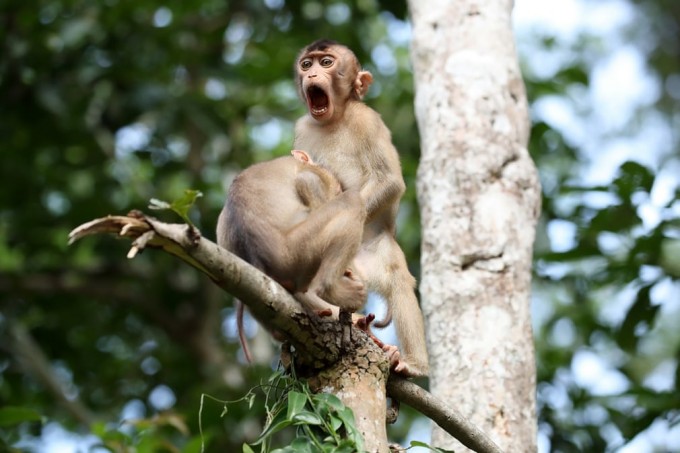 Малайзиянинг Кинабатанган дарёсидаги маймунлар бизнеси.