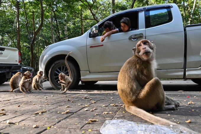 Ташриф буюрувчилар Са Каэо провинциясидаги буддавийлик ибодатхонасида маймунларни боқмоқда.