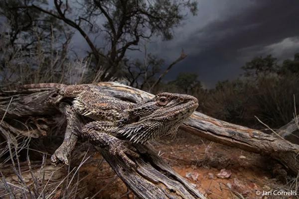 Фото: Australian Geographic Nature POTY
