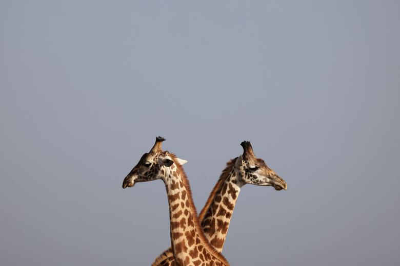 Кениянинг Найроби шаҳридаги Миллий боғда турган жирафалар.
