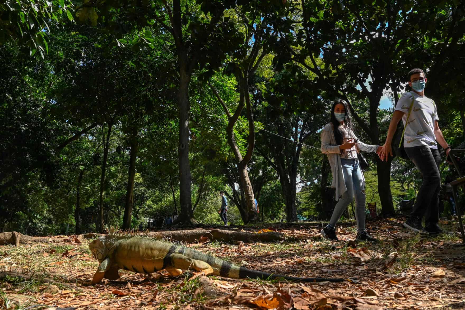 Колумбиянинг Медельин ҳудудидаги ботаника боғида игуана олдидан ўтиб бораётган жуфтлик.
