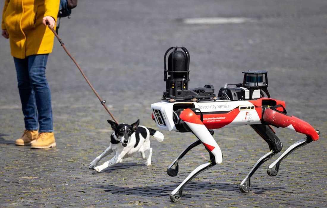 Германиянинг Эрфурт кўчаларида Boston Dynamics роботи ва ит.