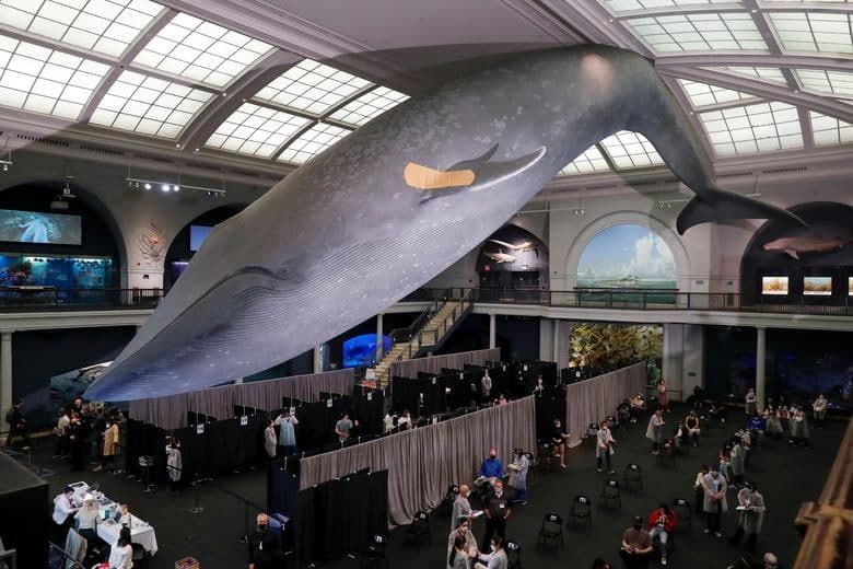 Нью-Йорк шаҳрида эмлаш майдончасига айлантирилган Табиат тарихи музейи шифтига осилган кўк кит модели.