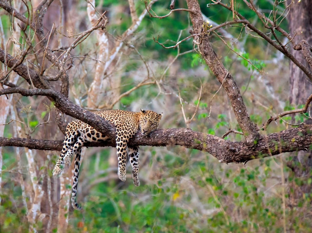 Скарфейс лақабли леопард Ҳиндистондаги Нагарахол миллий боғидаги дарахтда дам оляпти.