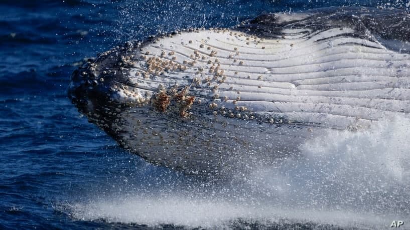 Австралиянинг Порт-Стивен шаҳри қирғоғида кўриниш берган букри кит.