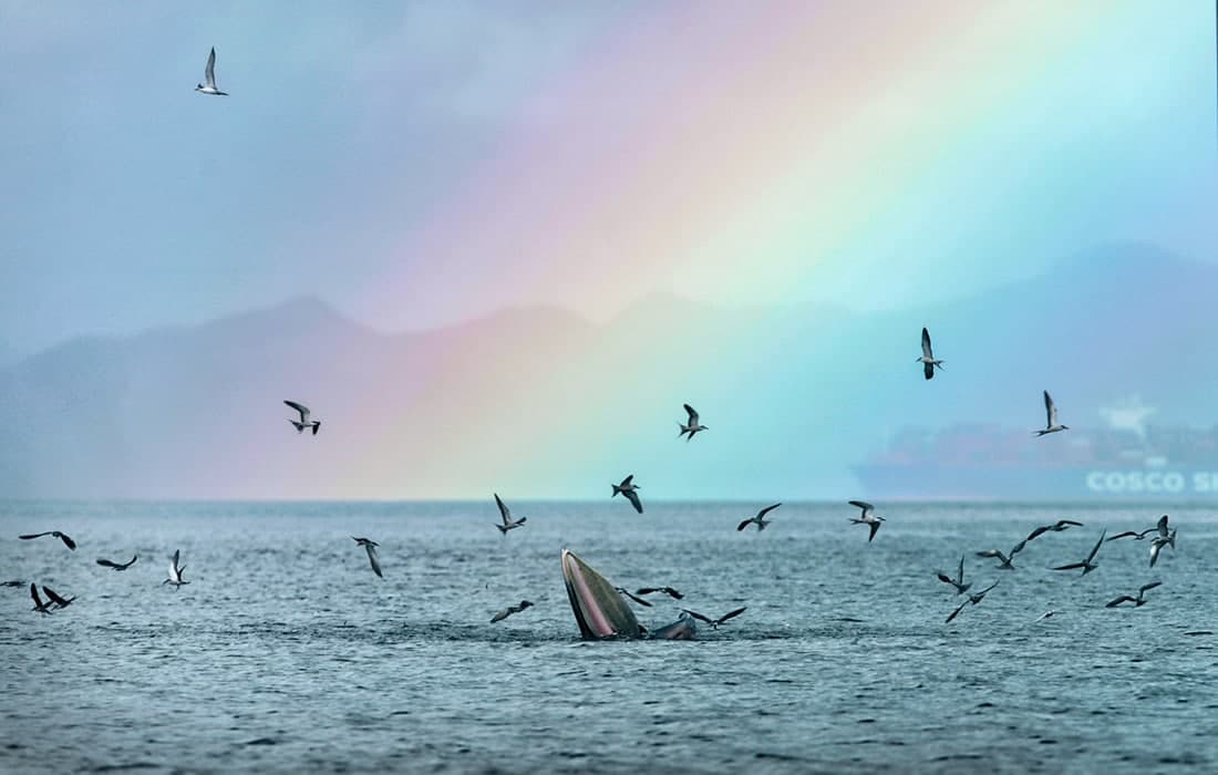 Хитойнинг Шенжен шаҳри яқинидаги кўрфазда ов қилаётган кит.