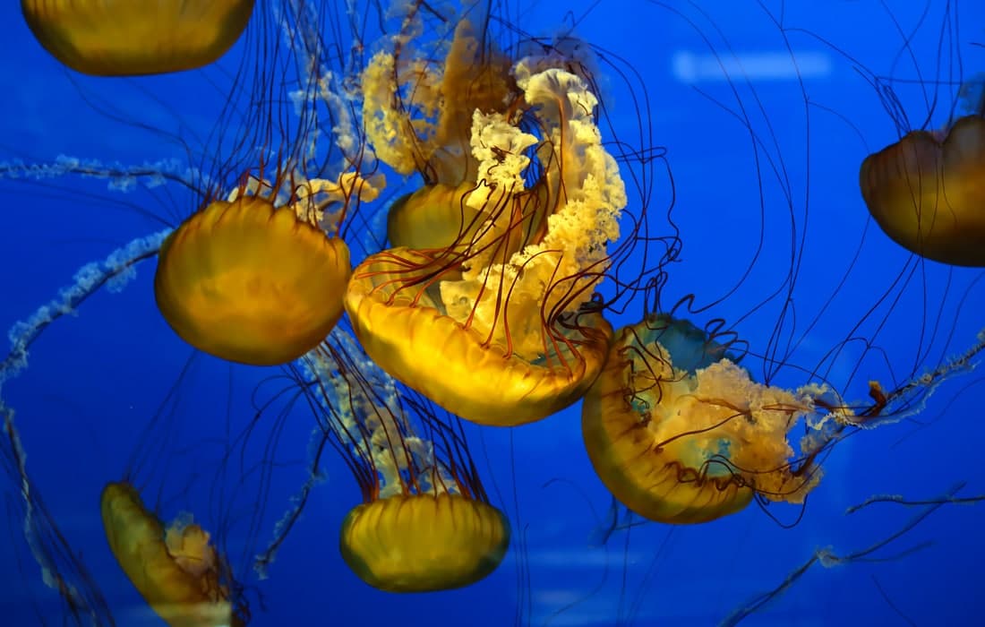 Ванкувер аквариумидаги улкан арктика медузаси.
