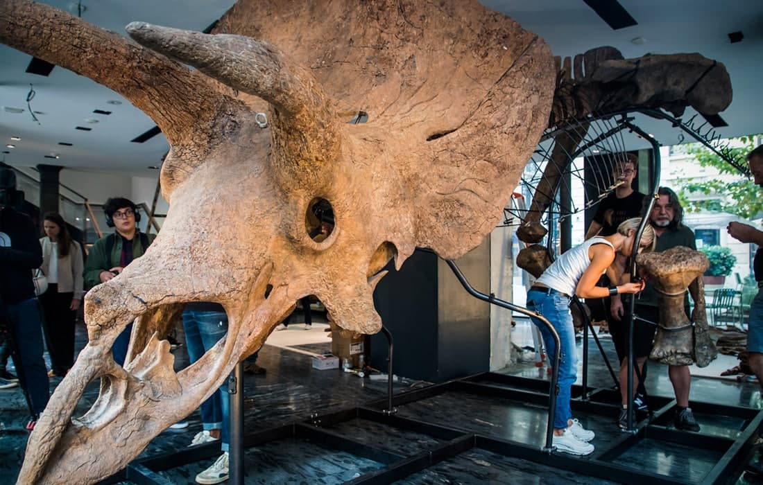Париждаги аукцион уйида 66 миллион ёшдан ошган Трицератопс скелети сотилди.