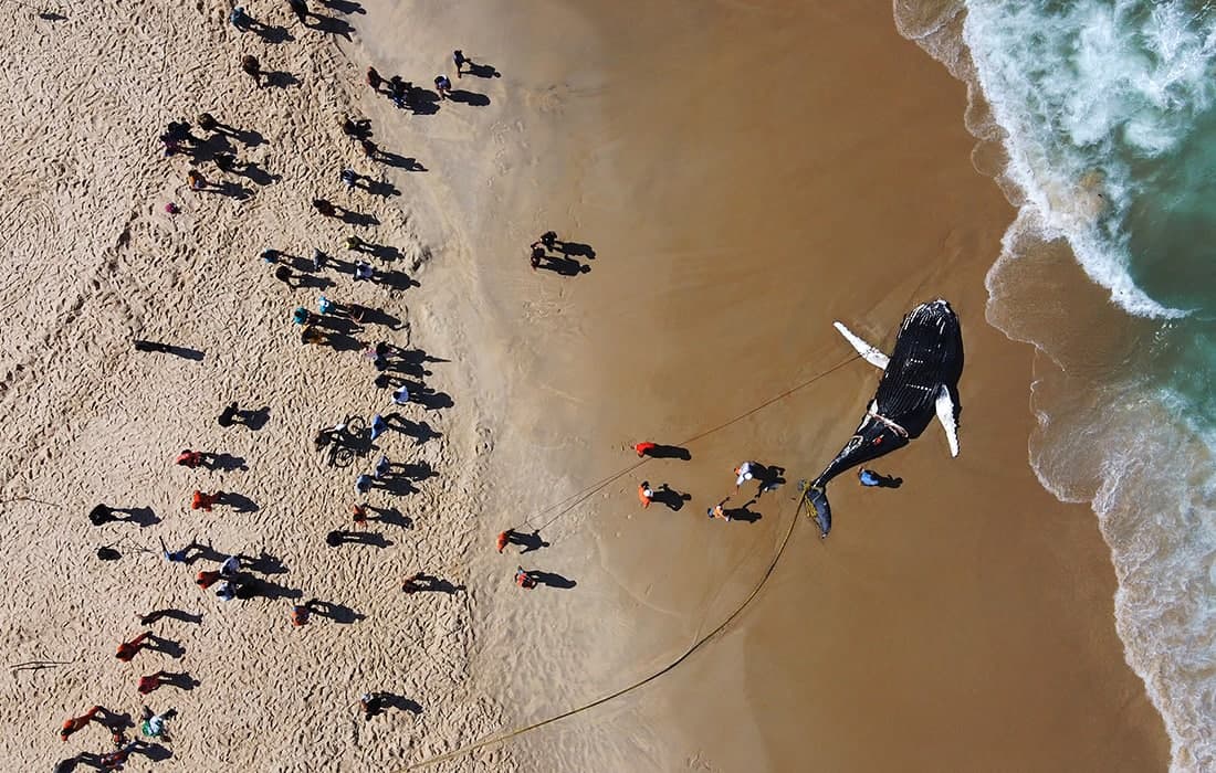 Рио-де-Жанейро соҳилида ўлик кит топилди.