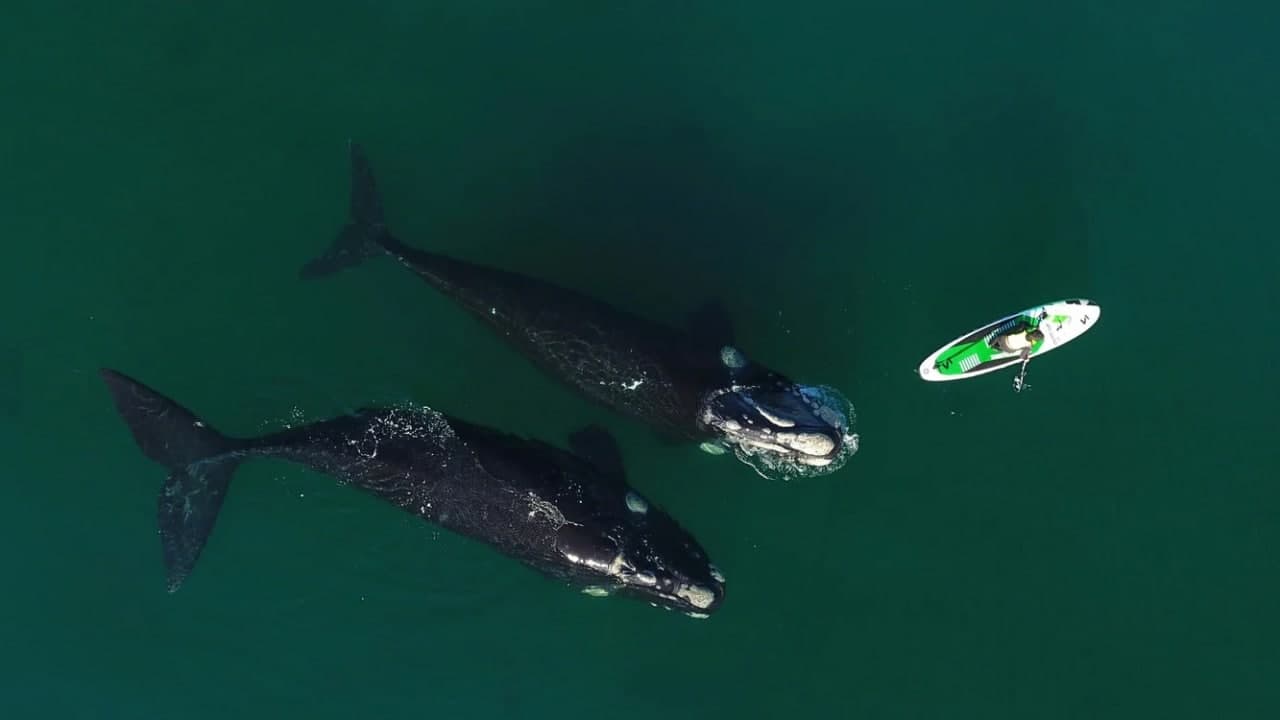 Аргентинанинг Пуэрто-Мадрин шаҳри соҳилида стенд билан шуғулланаётган аёлнинг яқинидаги икки кит.