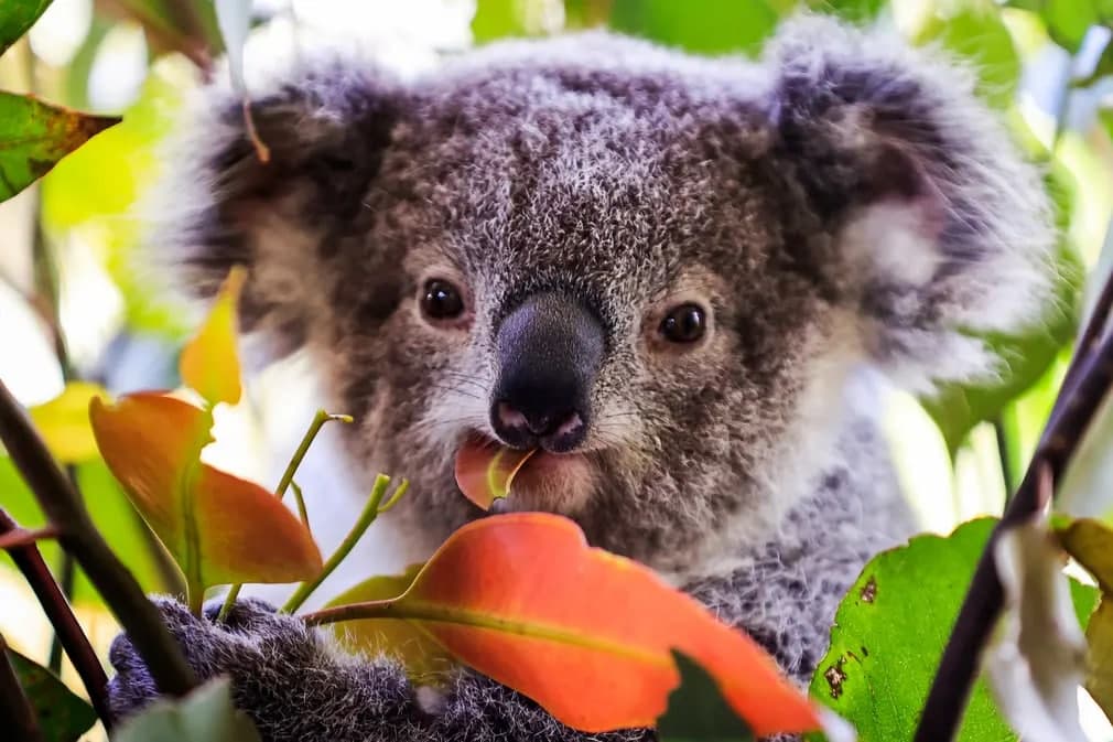 Wild Life Sidney ҳайвонот боғида яшовчи коала боласи. 109 кунлик локдаундан сўнг Sea Life Sidney океанариуми, Мадам Тюссо музейи ва Сидней ҳайвонот боғи қайта очилди.