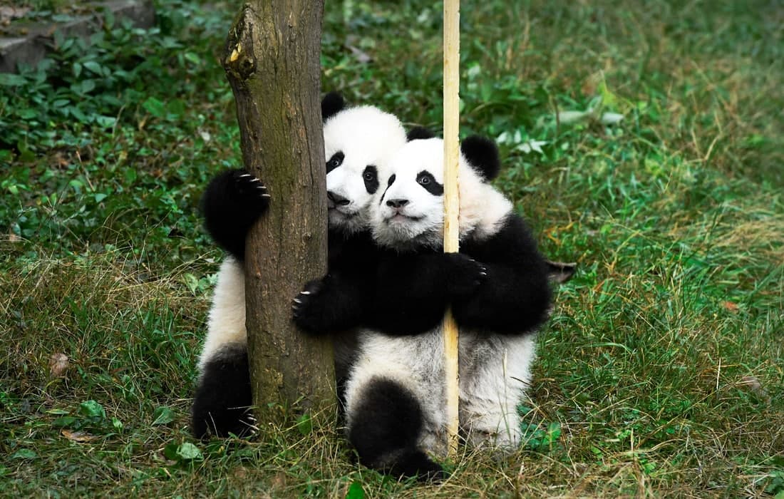 Хитойнинг Чонгсин ҳайвонот боғида олти ойлик панда болалари намойиш этилди.