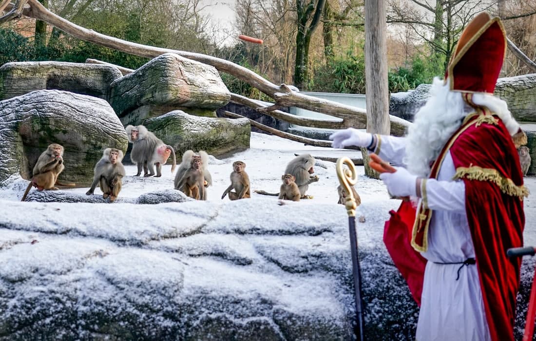 Хагенбек ҳайвонот боғи ходими Санта Клаус кийимида бабунларни озиқлантирмоқда. Гамбург, Германия.