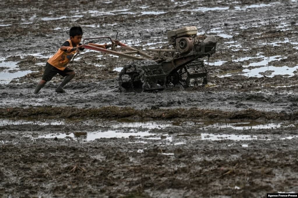 Индонезиянинг Шимолий Аче провинцияси Нисам шаҳрида бола қўл трактори билан шолизорга ишлов беряпти.