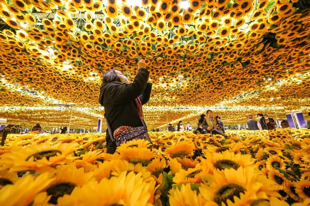 Пекиндаги Van Gogh Alive рақамли санъат кўргазмасида кунгабоқардан иборат инсталляцияни суратга олаётган одамлар.
