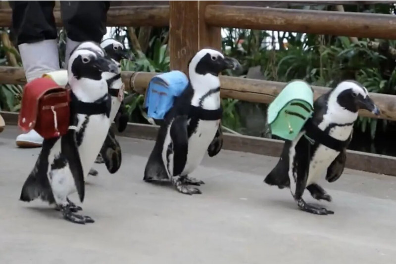 Video: Yaponiya hayvonot bog‘idagi pingvinlarga ryukzaklar taqib qo‘yildi