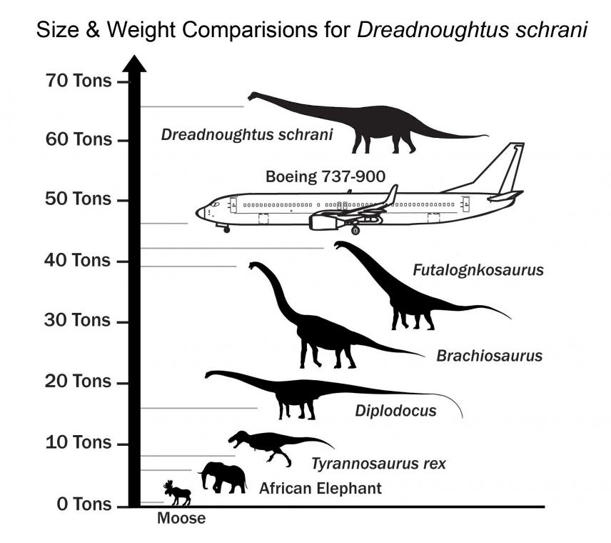 Dreadnoughtus schrani uchun hajm va og‘irlik bo‘yicha solishtirmalar. Foto: drexel.edu