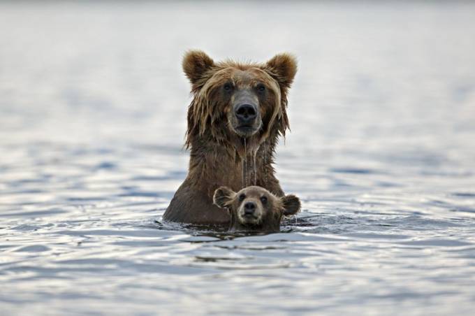 Suzish darslari, Kamchatka, Rossiya. Foto: National Geographic