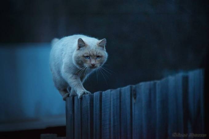 Tungi nazorat, Rossiya. Foto: National Geographic