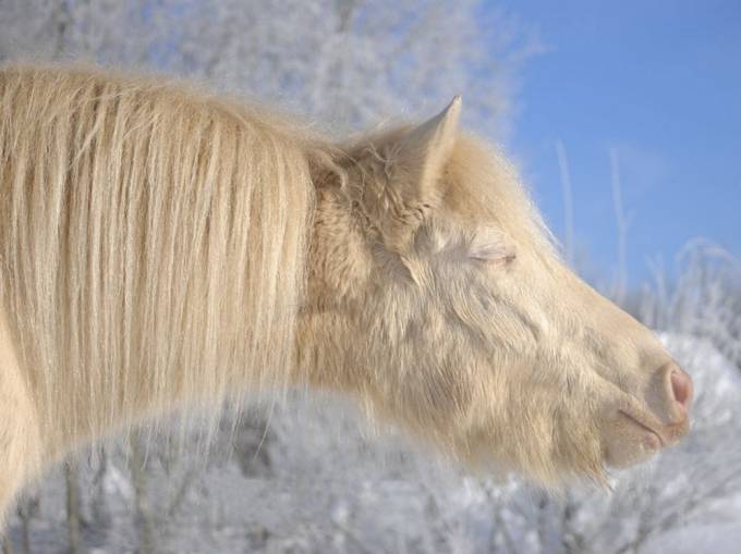 Baxt - quyosh taftida, Estoniya. Foto: National Geographic