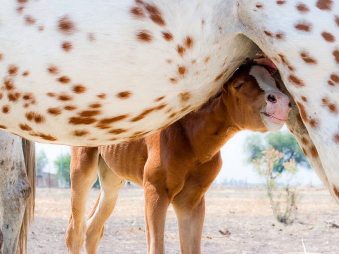 Ona muhabbati, Meksika. Foto: National Geographic