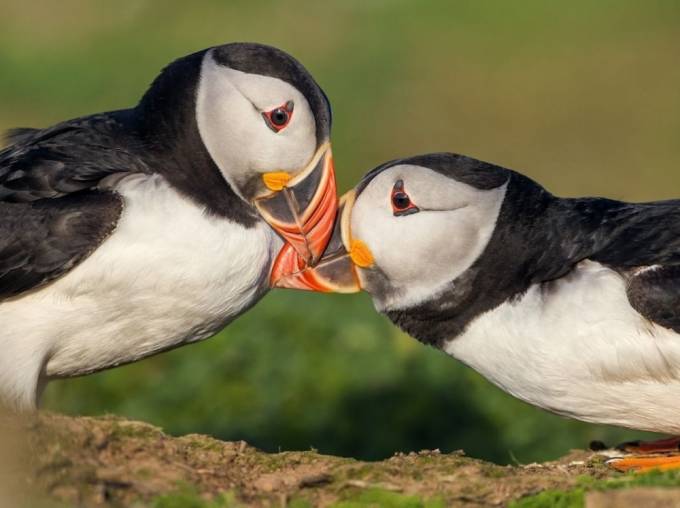 Atlantika qushlari, Buyuk Britaniya. Foto: National Geographic