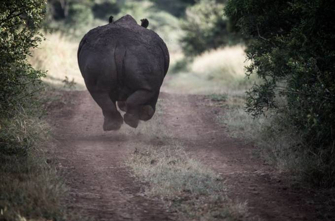 Qochayotgan karkidon, Afrika. Foto: National Geographic