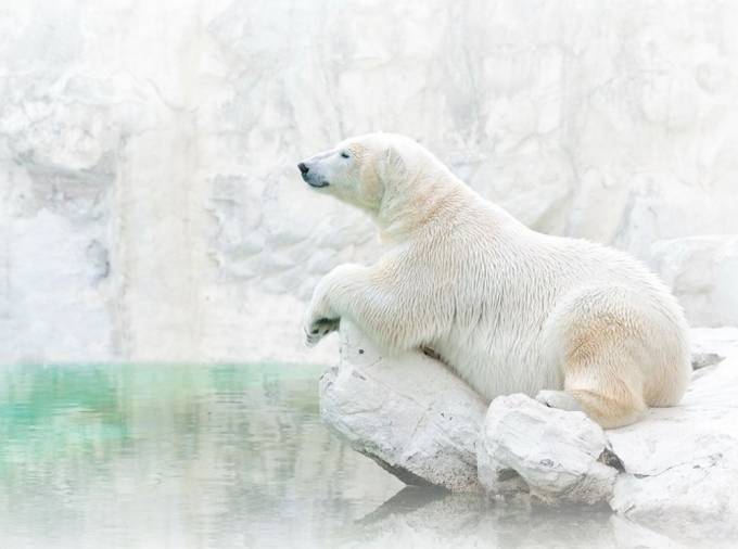 Oq ayiq dam olmoqda. Foto: National Geographic