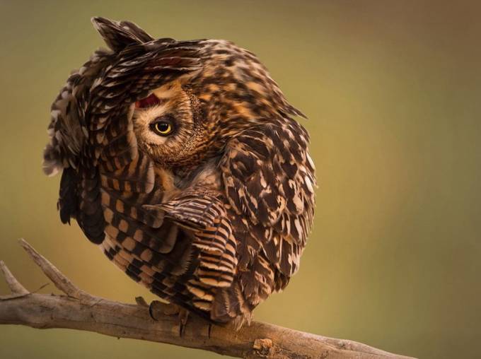 Daraxtdagi holat, Quvayt. Foto: National Geographic