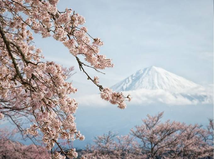 Fudzi va sakura, Yaponiya. Foto: National Geographic