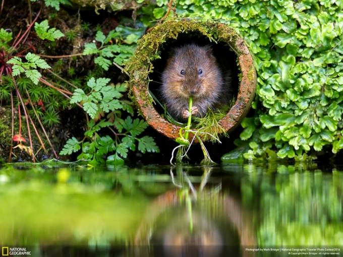 Men uyimdaman, Buyuk Britaniya. Foto: National Geographic