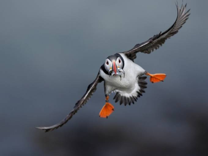 Atlantika qushi, Shotlandiya. Foto: National Geographic