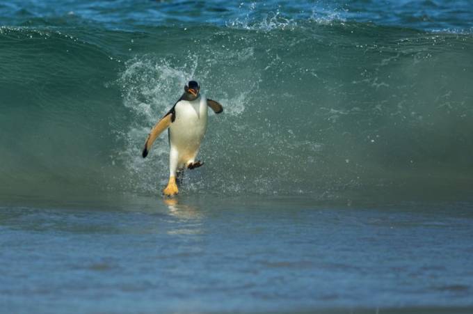 Sayr, Folklend orollari. Foto: National Geographic