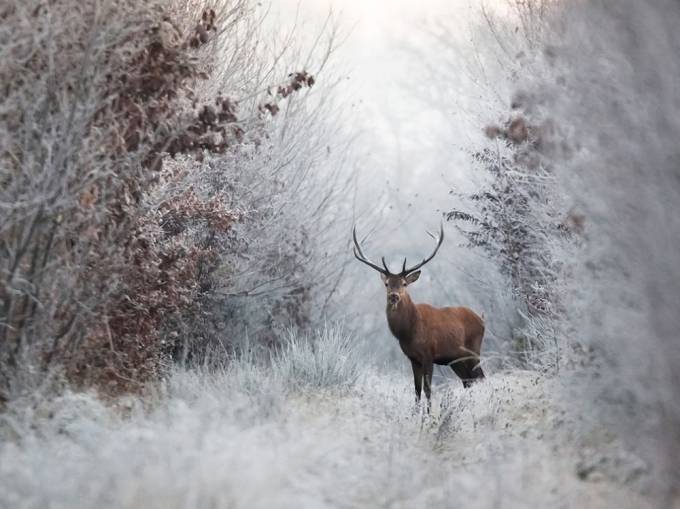 Sovuq uchrashuv, Fransiya. Foto: National Geographic