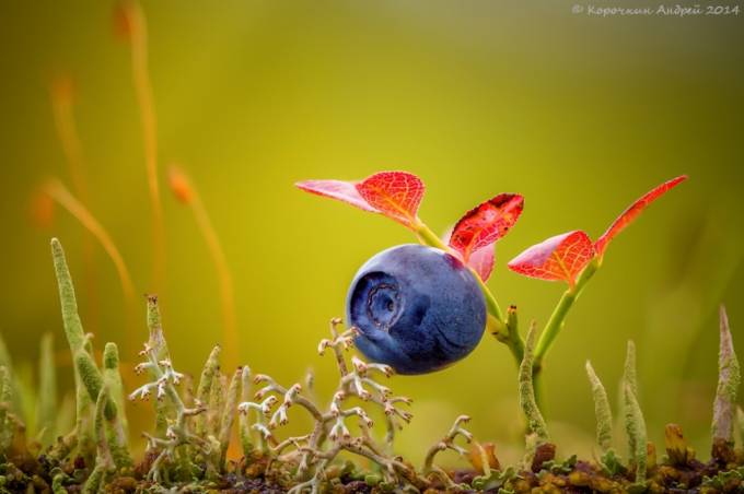 Chernika, Rossiya. Foto: National Geographic