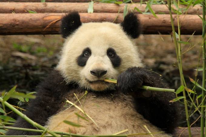 Qo‘shimcha ozuqa olish uchun o‘zini homiladorlikka solgan panda, Xitoy. Foto: National Geographic