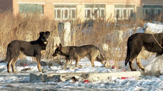 Arxiv. Foto: ntv.ru