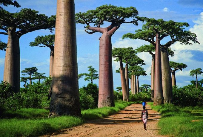 Baobablar xiyoboni, Madagaskar. Foto: bigpicture.ru
