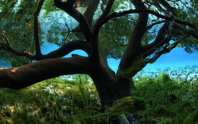 Suv ostidagi mangro daraxti. Foto: bigpicture.ru