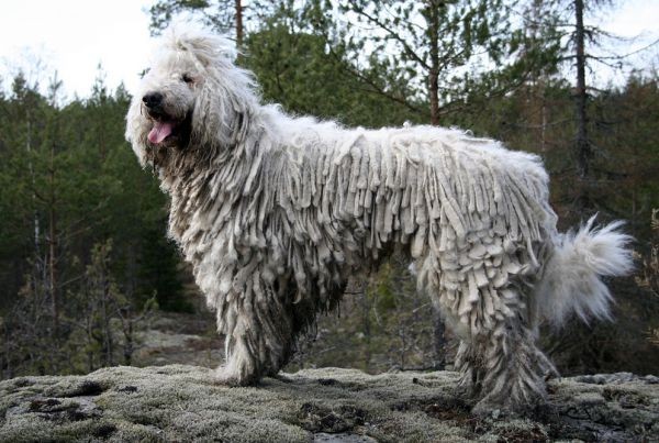 Komondor iti. Foto: aif.ru